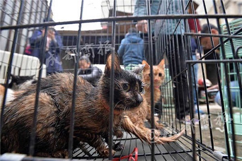 Phá căn nhà phát ra tiếng kêu gào thảm thiết, cảnh sát phát hiện bí mật kinh hoàng