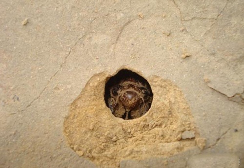 Ẩn nấp dưới mặt đất 17 năm, loài côn trùng được mang lên bàn ăn với giá cao ngất