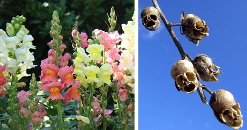 Khuôn mặt đáng sợ phía sau những bông hoa tươi đẹp