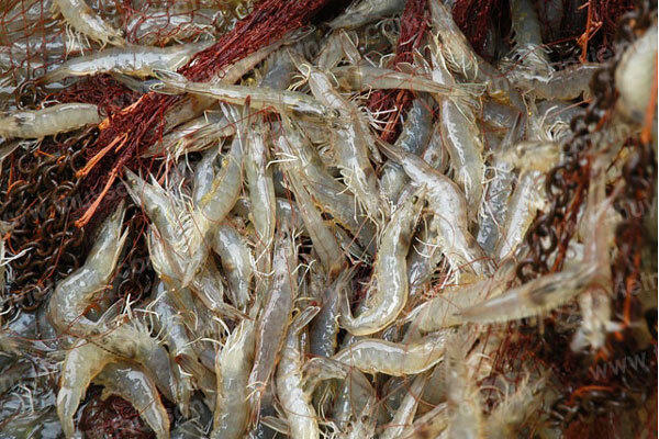 Bắt khẩn cấp 2 nghi phạm vác mã tấu cướp 100 kg tôm