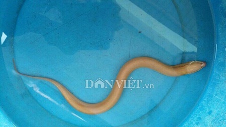 Đi soi cá, bắt được 2 con lươn vàng óng cực hiếm