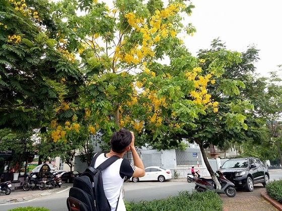 Quốc hoa Thái Lan vàng ruộm phố  Hà Nội