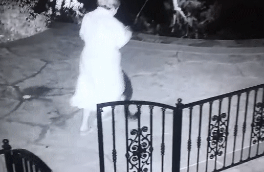 Nửa đêm ra sân nhặt đồ chơi cho chó, người phụ nữ