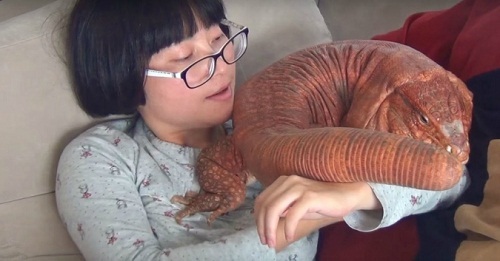 Nuôi thằn lằn “máu lạnh”, một gia đình thu hút 90.000 người theo dõi trên mạng