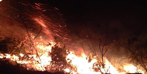 Rừng thông 30 tuổi ở Thanh Hóa bốc cháy dữ dội trong đêm