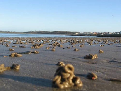 Điểm mặt những cơn mưa kỳ lạ đến không thể lí giải xảy ra trên thế giới