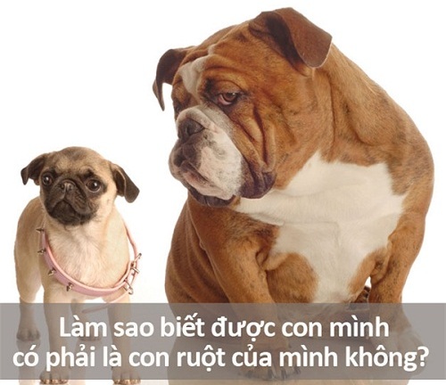 Hết hồn với những câu hỏi ngớ ngẩn từng được gõ trên Google