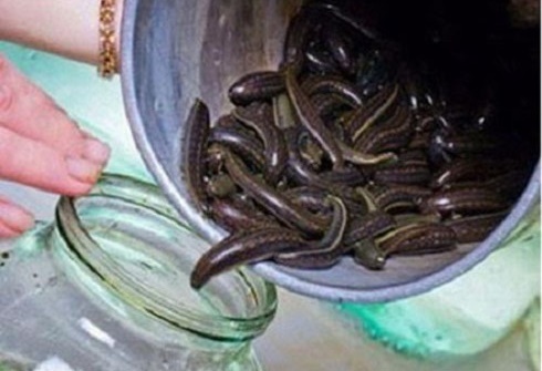 Nghệ An:Người dân đổ xô bắt đỉa bán cho thương lái 600 nghìn đồng/kg