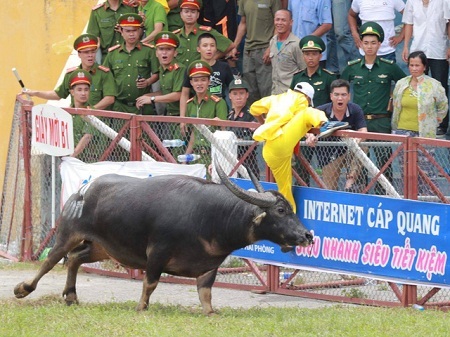 Vụ trâu húc chết chủ ở Hải Phòng: Ban tổ chức để lọt trâu 