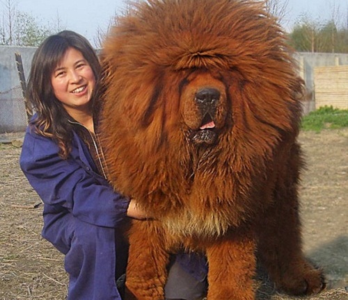 Những hình ảnh thú vị về các chú chó khổng lồ có thể “nuốt chửng bạn”