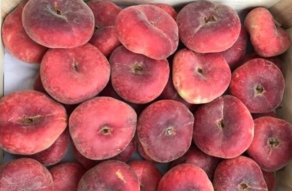 Sự thật về loại đào dẹt Nga có giá nửa triệu đồng/kg