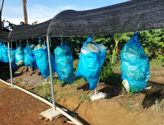 Hoàng Anh Gia Lai bắt đầu xuất khẩu chuối