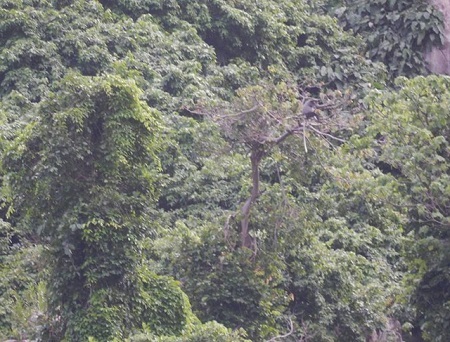 Phát hiện 3 đàn voọc chà vá chân đen đặc biệt quý hiếm trên núi Chứa Chan