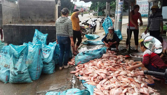 Kon Tum: Truy tìm nguyên nhân 100 tấn cá chết trên hồ thuỷ điện Plei Krông