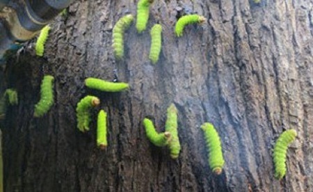 Hàng ngàn con sâu lạ