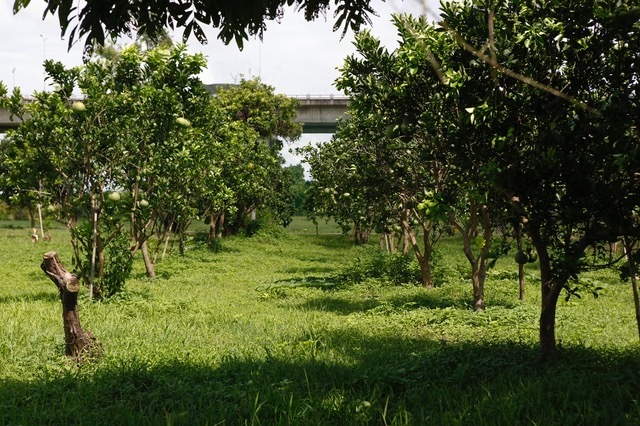 Chiêm ngưỡng trang trại sinh thái Đông Dư