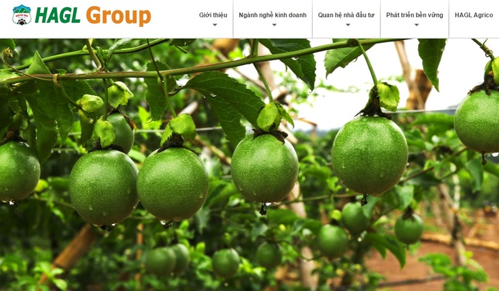 Trái cây giúp Hoàng Anh Gia Lai đạt lợi nhuận “khủng”