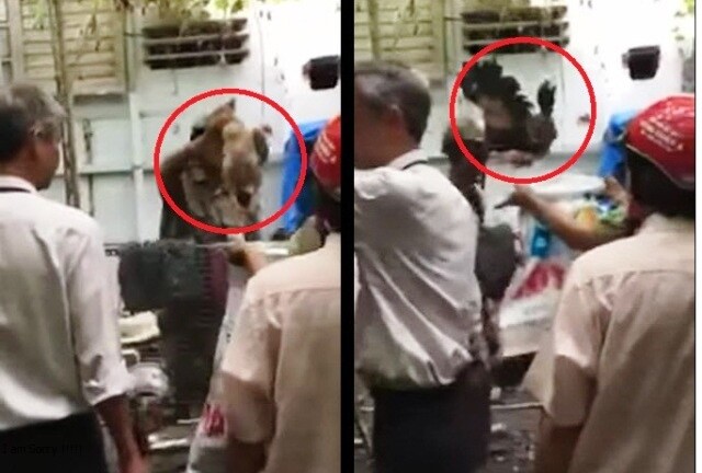 Vụ bẻ khóa vào nhà dân bắt gà Đông Tảo: Do anh em nhiệt tình công tác