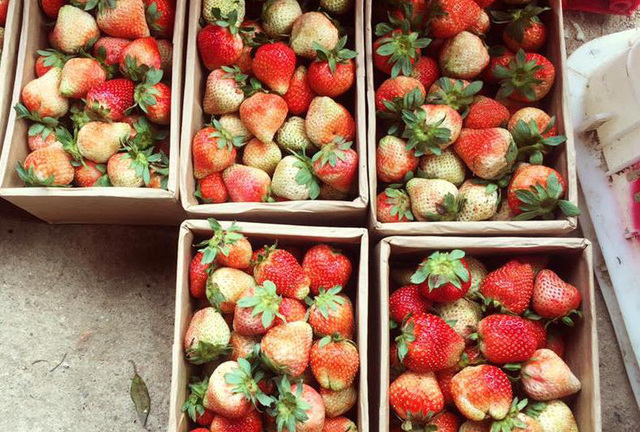 Dâu tây Đà Lạt tăng giá gấp đôi trong mùa cao điểm