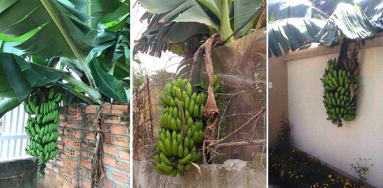 Trở thành “người khó xử” với buồng chuối “leo tường vượt rào phản chủ” 