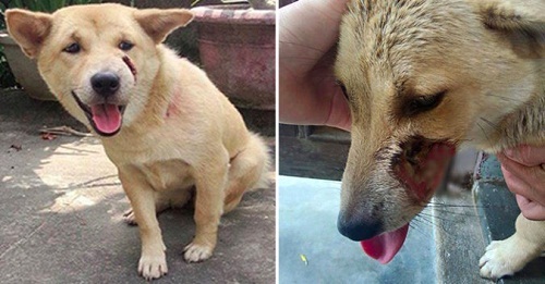 Cứu chủ, chú chó bị cẩu tặc bắt đi, thoát chết quay trở lại thì gặpcái kết tàn nhẫn hơn