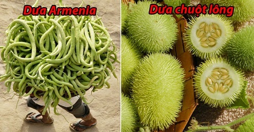 Những loại dưa chuột ‘kỳ quặc” nhất hành tinh mà bạn chưa từng nhìn thấy