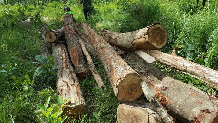 Xót xa chứng kiến rừng phòng hộ Buôn Đôn bị tàn phá