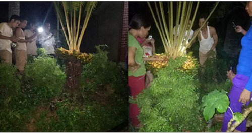 Chủ nhà chong đèn, giữ chó cả đêm để khách ngắm cây vạn tuế “đẻ” 400 “trứng vàng”