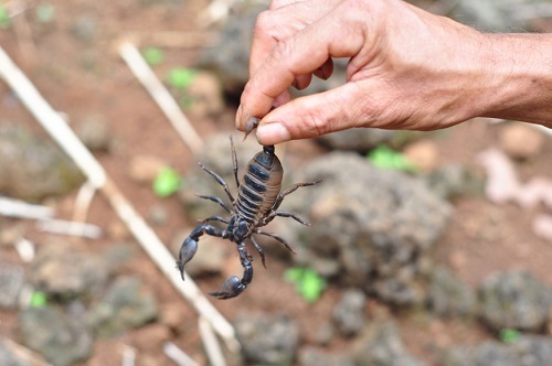 Bán tính mạng, đổ xô săn lùng “thần dược” bọ cạp