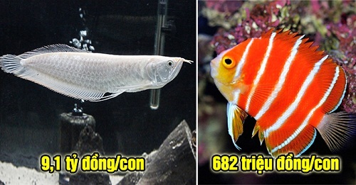 Những loài cá có giá tiền tỷ khiến không ít người phải “ngã ngửa”