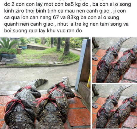 Thực hư thông tin bắt được cá sấu 83 kg ở Cà Mau