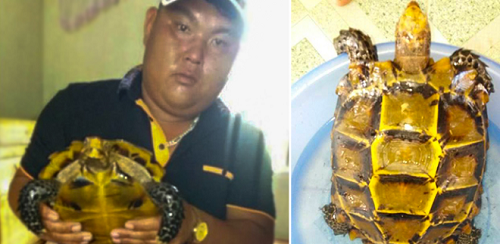 Sự thật về người đàn ông bắt được rùa vàng quý hiếm giá 300 triệu/kg nhưng thả sông không bán
