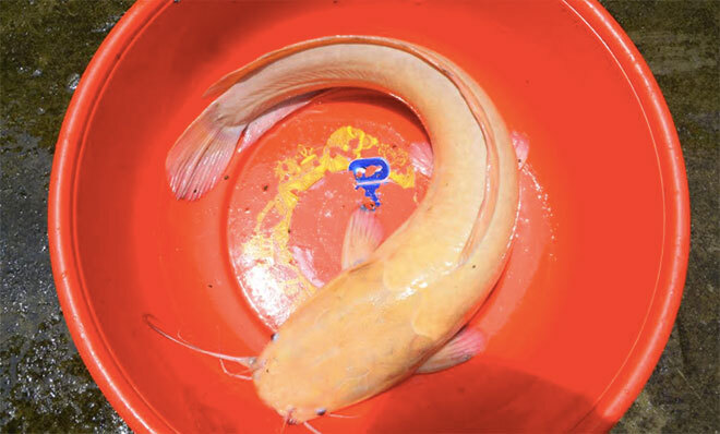 Bắt được cá trê vàng nặng 3kg ở miền Tây