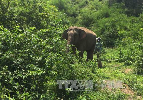 Voi rừng liên tục tấn công nhà ở Buôn Đôn