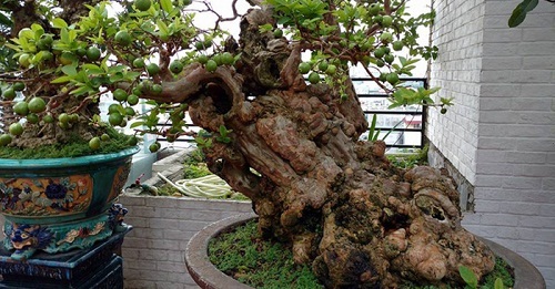 Cây ổi quý được cho là 300 năm tuổi, trả 1 tỷ đồng không bán khiến bonsai Hà Thành “phát sốt”