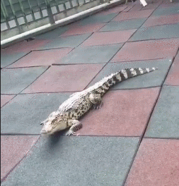 Cá sấu đột nhiên xuất hiện bò lổm ngổm ở khu chung cư