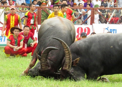 Các nhà văn hóa đồng loạt ủng hộ tổ chức lễ hội chọi trâu Đồ Sơn