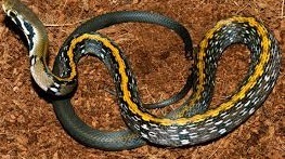 Đang chơi ngoài sân, bị rắn sọc vàng 10cm cắn