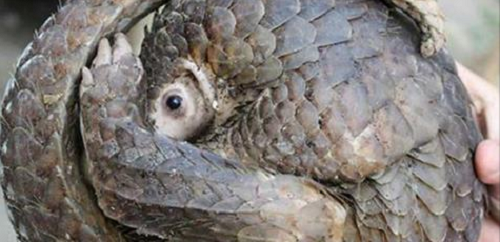 Chú tê tê bị đánh chảy máu, hun khói đến ngạt thở, nhưng quyết không duỗi mình và sự thật phía sau