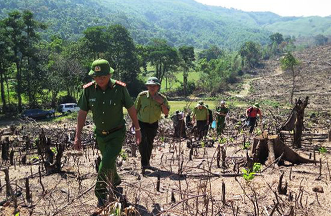 Thủ tướng Chính phủ yêu cầu làm rõ vụ phá rừng tại Bình Định