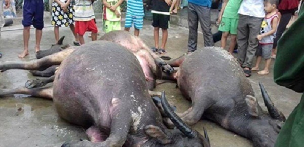 7 con trâu bị tàu hỏa tông chết khi chạy qua đường dân sinh