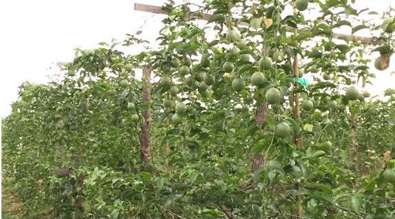 Bầu Đức kiếm hơn 700 tỷ từ chanh leo, tiếp tục đầu tư hồ tiêu thô