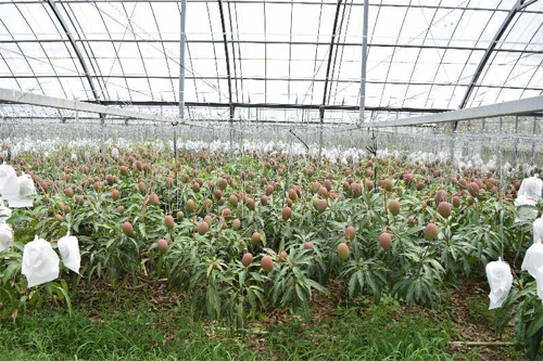 “Vỡ kế hoạch” cho ra 800 quả, cây xoài được chủ “đưa” đi dự thi Guinness Thế giới