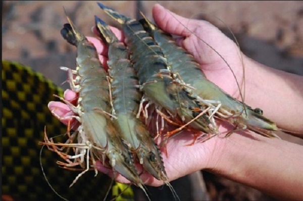 Giá tôm nguyên liệu tăng vọt, nông dân miền Tây thu lãi nửa tỷ đồng/vụ