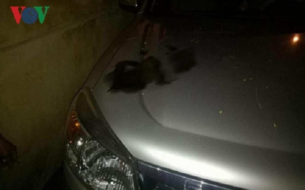 Hàng loạt ô tô bị xịt sơn chằng chịt tại bãi gửi xe