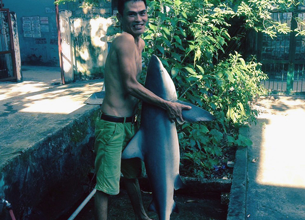 Lời kể của người câu được cá mập trên vịnh Hạ Long: Vật lộn 2 tiếng mới bắt được 