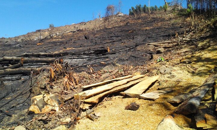 Tìm con đường lâm tặc đột nhập dễ dàng đốn gọn 43,7ha rừng