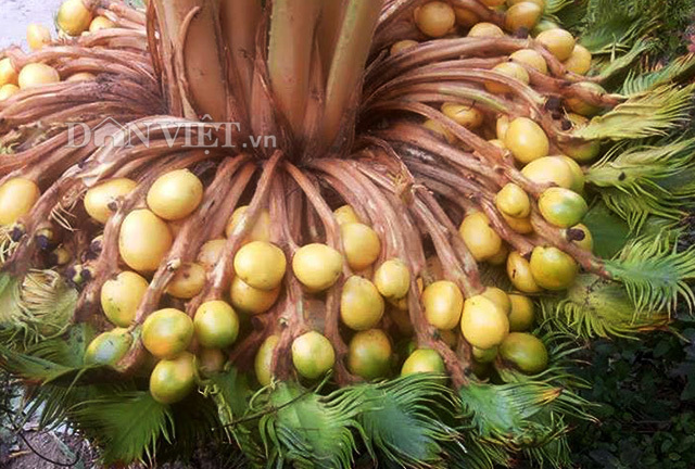 Xôn xao câu chuyện cây vạn tuế “đẻ” 400 “trứng vàng