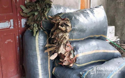 Hết đỉa, cau non, thương lái lại ồ ạt thu mua cả lá quế