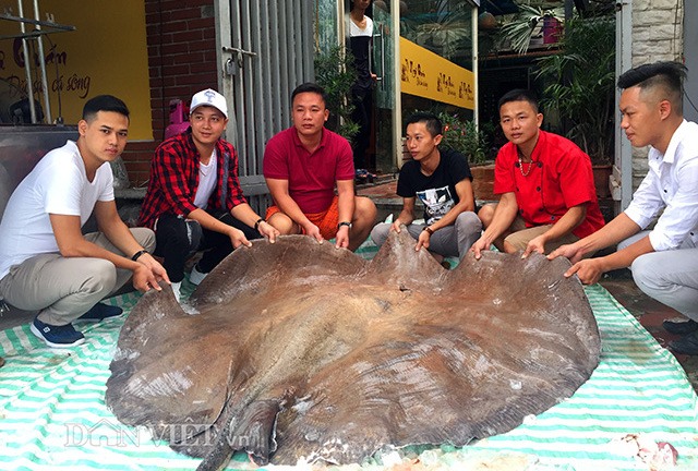 Cá đuối khổng lồ nặng 216kg xuất hiện ở Hà Nội, giá 1,2 triệu đồng/kg